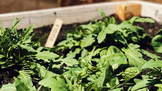 Gemüsegarten anlegen. Von der Planung bis hin zur Gestaltung