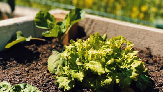 Gemüsegarten anlegen. Von der Planung bis hin zur Gestaltung
